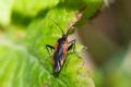 Calocoris nemoralis