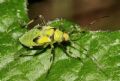 Calocoris alpestris