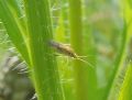 Amblytylus sp.