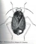 Bothynotus pilosus