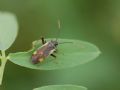 Adelphocoris seticornis