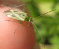 Adelphocoris lineolatus