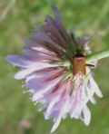 Adelphocoris vandalicus