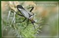 Calocoris nemoralis