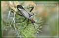 Calocoris nemoralis