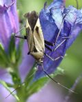 Calocoris nemoralis f. bimaculata