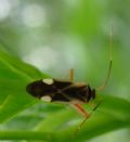 Adelphocoris reicheli