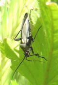 Calocoris nemoralis