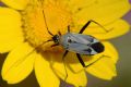 Calocoris nemoralis f. bimaculata