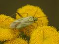 Adelphocoris quadripunctatus