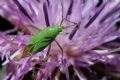 Calocoris affinis