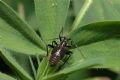 Calocoris nemoralis