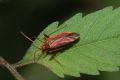 Adelphocoris ticinensis