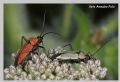 Calocoris nemoralis