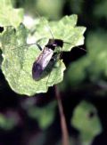 Adelphocoris seticornis