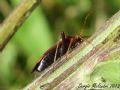 Adelphocoris ticinensis