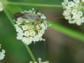 Adelphocoris lineolatus f.binotata