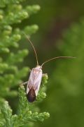 Adelphocoris sp.