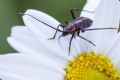 Calocoris nemoralis