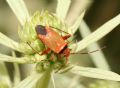 Adelphocoris vandalicus