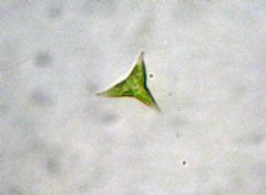 Pleurochloridaceae