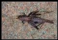 Arachnocephalus vestitus