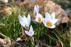 Liliales