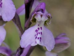 Orchidales