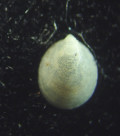 Monoplacophora