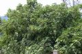 Ficus carica