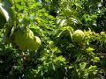 Maclura pomifera