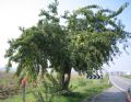 Maclura pomifera