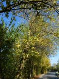 Maclura pomifera