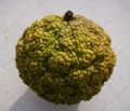 Maclura pomifera