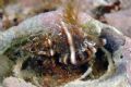 Ocinebrina edwardsi