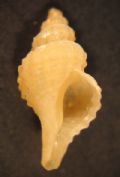 Trophonopsis muricatus