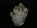 Stramonita Haemastoma f. consul