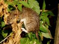 Rattus norvegicus