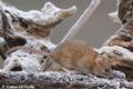 Rattus norvegicus