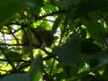 Rattus rattus frugivorus