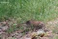 Rattus norvegicus