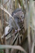 Rattus norvegicus
