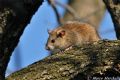 Rattus rattus