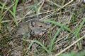 Apodemus sp.