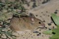Mus musculus