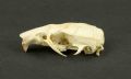 Rattus norvegicus