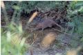 Rattus norvegicus