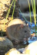 Rattus norvegicus