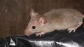 Mus musculus