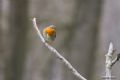 Erithacus rubecula